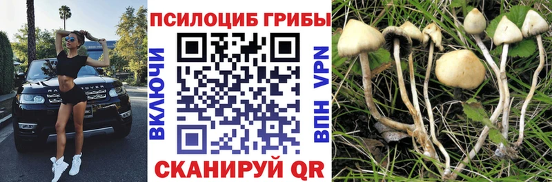 Псилоцибиновые грибы Psilocybe  наркота  Горняк 